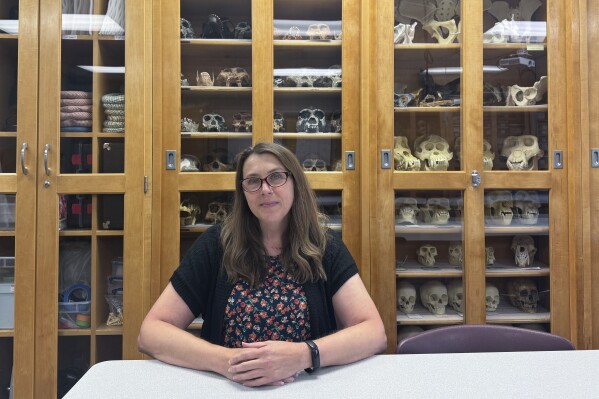 Dr. Krista Latham, the director of the Human Identification Center at the University of Indianapolis, sits at a table in front of the center's cabinets containing replicas of fossil finds of ancient humans , Aug. 1, 2024, in Indianapolis. (AP Photo/Rick Callahan)