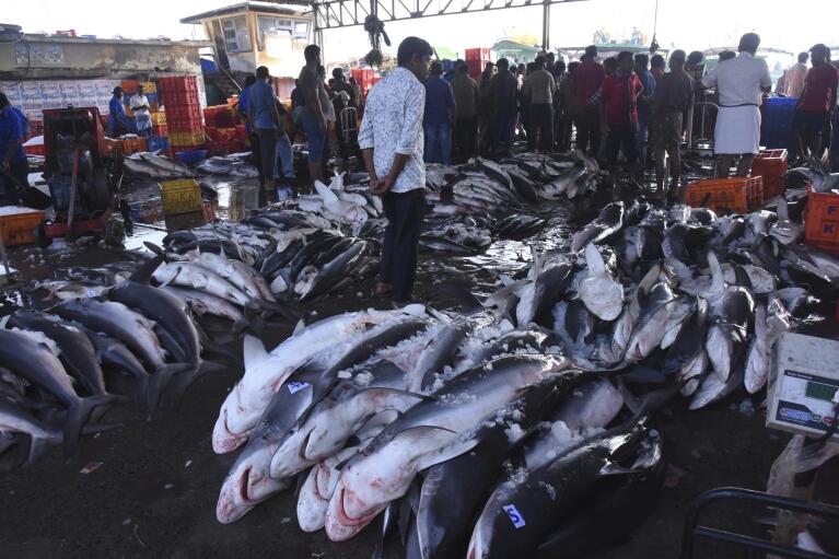Different kinds of shark and fish are displayed for sale on March 3, 2023, in Kochi, Kerala state, India. The India Meteorological Department as well as the state of Kerala have increased infrastructure for cyclone warnings since Cyclone Ockhi in 2017, which killed about 245 fishermen out at sea. (AP Photo/Satheesh AS)