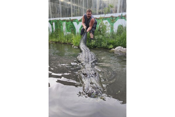This photo provided by Colorado Gators shows Matt Jordan, employee at Colorado Gators, as he pulls the tail of Morris the alligator, an alligator that appeared in numerous TV shows and films over three decades, most notably the 1996 Adam Sandler comedy “Happy Gilmore,” in Mosca, Colo., June 9, 2024. (Jay Young/Colorado Gators via AP)