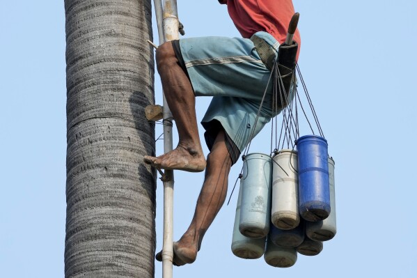 Chin Choeun, 54, climbs down a palm tree with sap collected at Trapang Ampel village, outside Phnom Penh, Cambodia, Friday, March 15, 2024. Choeun spends nearly 12 hours a day collecting sap from palm trees that he and his wife turn into palm sugar. (AP Photo/Heng Sinith)