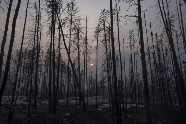 Burnt trees from recent wildfires stand in a forest in Fort Chipewyan, Canada, on Sunday, Sep. 3, 2023. Wildfires are bringing fresh scrutiny to Canada's fossil fuel dominance, its environmentally friendly image and the viability of becoming carbon neutral by 2050. (AP Photo/Victor R. Caivano)