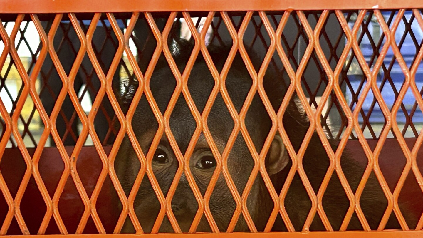 БАНКОК AP — Три трафикирани суматрански орангутана бяха изпратени обратно