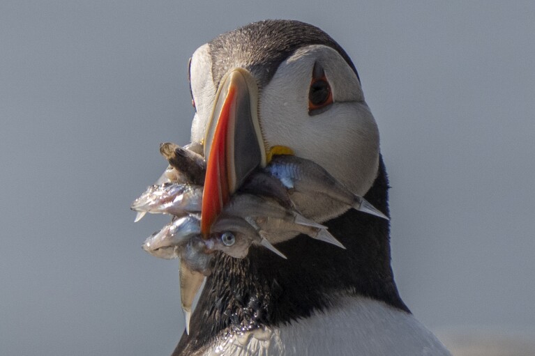 An Atlantic puffin clamps down on baitfish it will feed to a chick on Eastern Egg Rock, Maine, Sunday, Aug. 5, 2023. (AP Photo/Robert F. Bukaty)