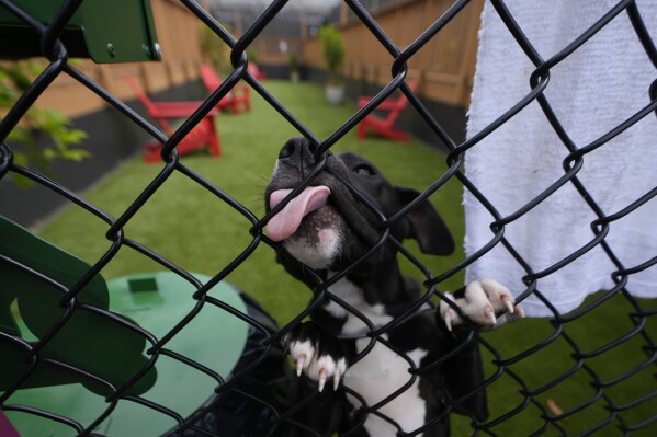 A dog in a dog run at the Melody greets visitors Friday, April 12, 2024, in Atlanta. The Melody is a housing complex made from shipping containers and is intended to help house people from Atlanta's homeless population. (AP Photo/John Bazemore)