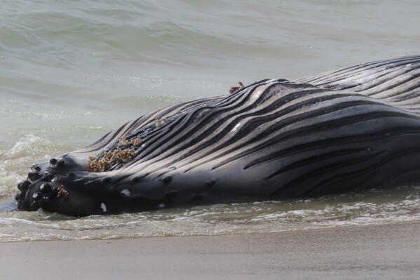 Dead whale in New Jersey had a fractured skull among numerous