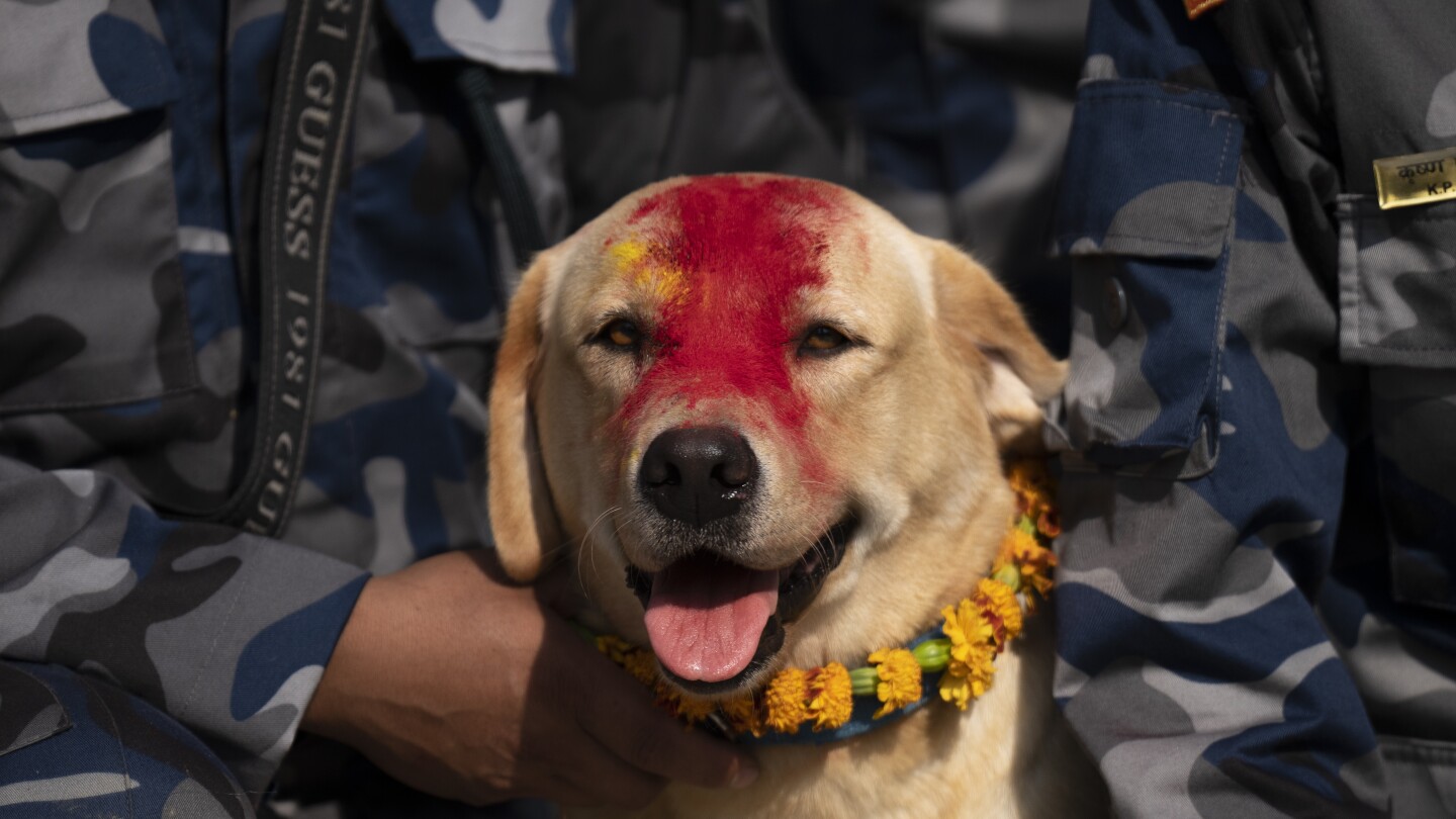 AP Photo: Garlands and treats for beloved dogs in Nepal’s annual Kukur Puja festival