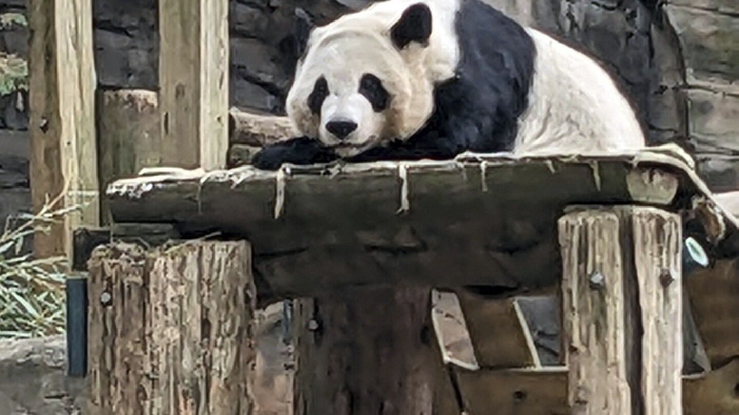 Zoo Atlanta's Pandas to Return to China