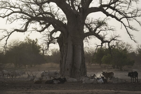 Cows stand under a baobab tree nearby a borehole that supplies water to the village of Loumboul Dakaa, in the Matam region of Senegal, Wednesday, April 19, 2023. (AP Photo/Leo Correa)