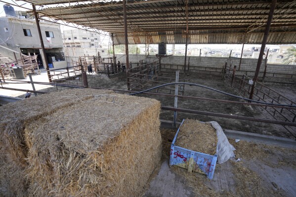 Animal pens are empty ahead of the Eid al-Adha holiday in Khan Younis، Gaza Strip، Monday، June 10، 2024. After eight months of devastating war between Israel and Hamas، there's hardly any meat or livestock at local markets. (AP Photo/Abdel Kareem Hana)