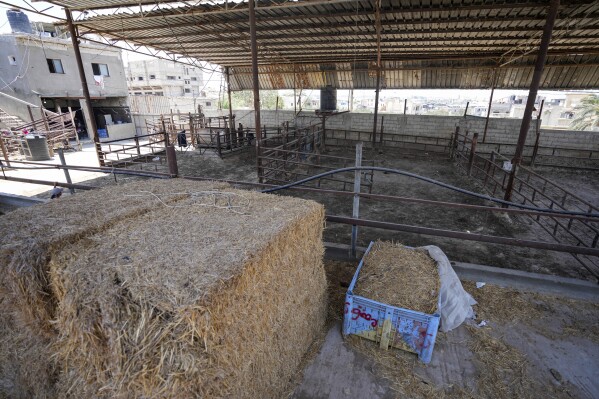 Animal pens are empty ahead of the Eid al-Adha holiday in Khan Younis, Gaza Strip, Monday, June 10, 2024. After eight months of devastating war between Israel and Hamas, there's hardly any meat or livestock at local markets. (AP Photo/Abdel Kareem Hana)