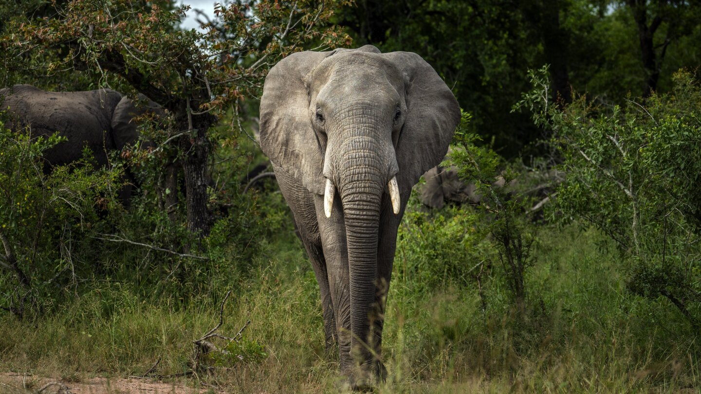 Africa's elephants now endangered by poaching, habitat loss | AP News