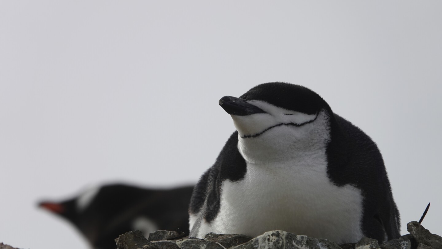 Les pingouins dorment quelques secondes à la fois pour protéger les nouveau-nés : étude