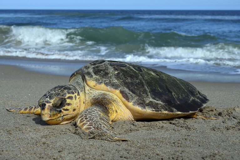 A Loggerhead Sea Turtle digs a nest along the Atlantic Ocean in this undated photo, in Juno Beach, Fla. By most measures, it was a banner year for sea turtle nests at beaches around the U.S., including record numbers for some species in Florida and elsewhere. Yet the positive picture for turtles is tempered by climate change threats, including higher sand temperatures that produce fewer males, changes in ocean currents that disrupt their journeys and increasingly severe storms that wash away nests. (Loggerhead Marine Life Center via AP)