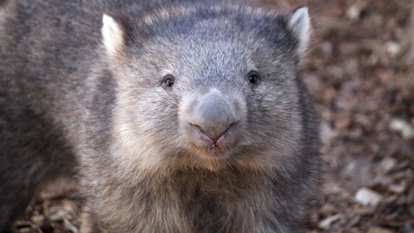 Какво представляват Wombats? Ръководство за австралия, за да се размине сумият 