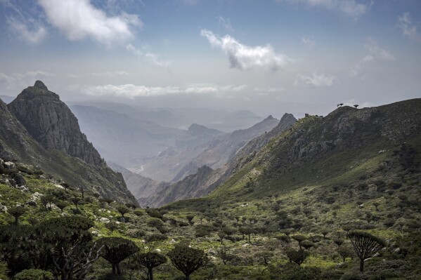 Dragon's blood trees are seen from the highest peak on the Yemeni island of Socotra, Sept. 19, 2024. (AP Photo/Annika Hammerschlag)