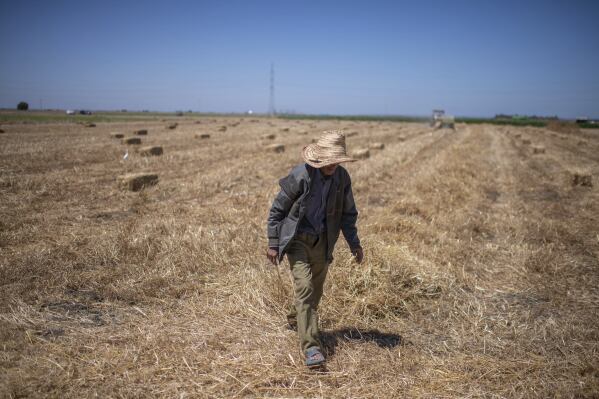 A farmer works in a wheat field on the outskirts of Kenitra, Morocco, Friday, June 21, 2024. Golden fields of wheat no longer produce the bounty they once did in Morocco. A six-year drought has imperiled the country's entire agriculture sector, including farmers who grow cereals and grains used to feed humans and animals. (ĢӰԺ Photo)