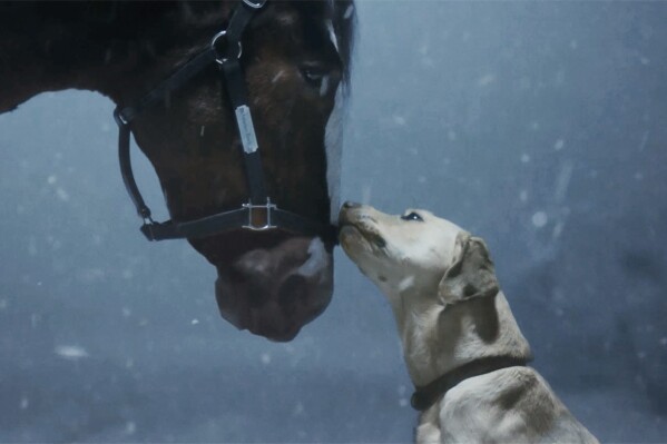 This photo provided by Anheuser-Busch shows the Budweiser 2024 Super Bowl NFL football spot. The perennial Super Bowl advertiser is bringing back fan favorites the Clydesdales and a Labrador, in a nod to previous commercials that aired during advertising's biggest night. Ahead of Super Bowl 58, some advertisers are releasing ads early in the hope of capitalizing on the buzz leading up to the game. (Anheuser-Busch via AP)