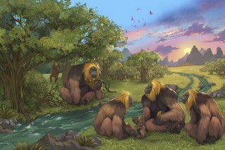 This illustration provided by researchers depicts Gigantopithecus blacki in a forest in the Guangxi region of southern China. The extinct species of great ape that once stood around 10 feet tall and weighed up to 650 pounds was likely driven to extinction by environmental changes, scientists in China and Australia report on Wednesday, Jan. 10, 2024 in the journal Nature. (Garcia/Joannes-Boyau/Southern Cross University)