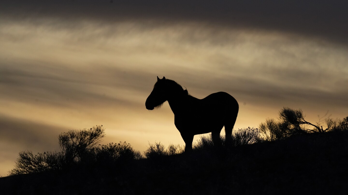 Американски съдия в Невада връчи на защитниците на дивите коне рядка победа при произнасянето на планове за управление на мустанги