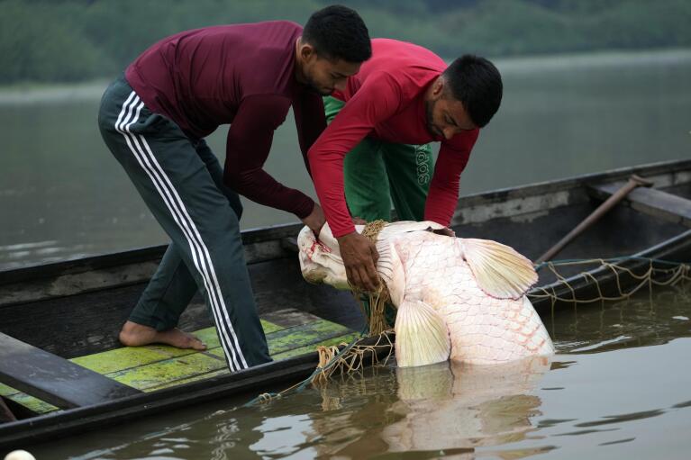 Fishermen brothers Gibson, right, and Manuel Cunha Da Lima, front, raise a pirarucu fish from a lake in San Raimundo settlement, at Medio Jurua region, Amazonia State, Brazil, Monday, Sept. 5, 2022. When the fishers catch one, they haul in the net and club the fish in the head. Then they put it in their small boat. When it's very heavy, two or three men are required to do the job. (AP Photo/Jorge Saenz)