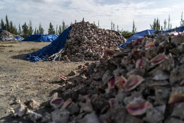 Empty conch shells sit in a designated dump site in Freeport, Grand Bahama Island, Bahamas, Sunday, Dec. 4, 2022. The potential loss of conch would be a particularly crushing blow for rural parts of the country that rely on it for protein, said Jewel Beneby, a science officer with the Bahamas National Trust. "It is a source of protein in the Bahamian diet," Beneby said. "People eat conch all the time, they love it, it's a delicacy, it's part of our culture." (AP Photo/David Goldman)