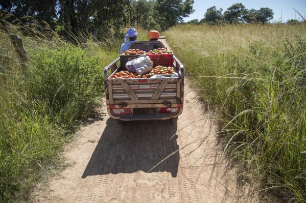 Women ride on an electric tricycle laden with tomatoes to a market in Hwedza, Zimbabwe, Thursday, March 06 2025. (AP Photo/Aaron Ufumeli)
