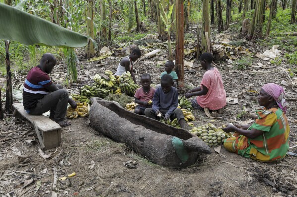 Girino Ndyanabo's family peels bananas used for Tonto, and throws them into a wooden vat carved like a boat in Mbarara, Uganda, Dec. 11, 2023. (AP Photo/Hajarah Nalwadda)