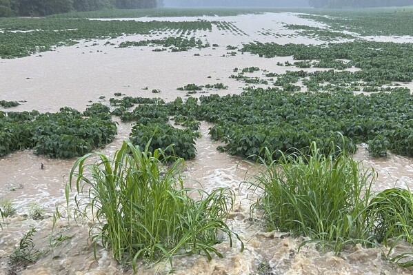 In this photo provided by Keith Lowry, rain soaks a soybean field, Wednesday, July 19, 2023, near Pilot Oak, Kentucky. (Keith Lowry via AP)