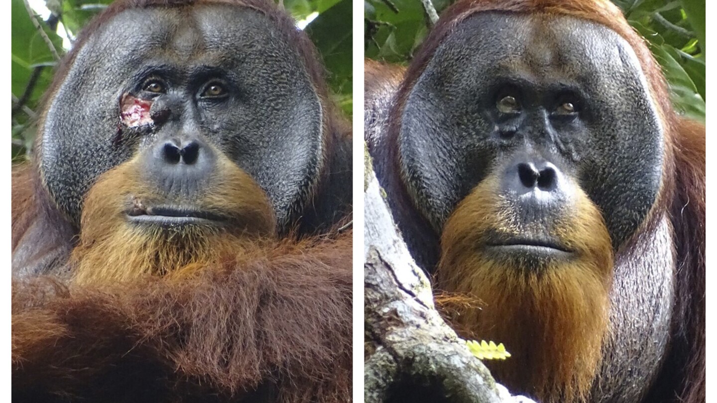 This combination of photos provided by the Suaq foundation shows a facial wound on Rakus, a wild male Sumatran orangutan in Gunung Leuser National Par