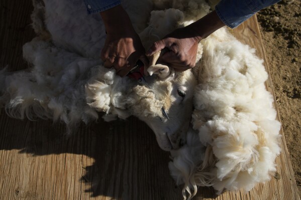 Jay Begay shears a sheep by hand Monday, April 10, 2023, in the community of Rocky Ridge, Ariz., on the Navajo Nation. Climate change, permitting issues and diminishing interest among younger generations are leading to a singular reality: Navajo raising fewer sheep. (AP Photo/John Locher)