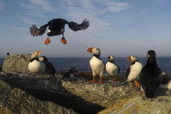 New Species of Puffin Evolved in Response to Climate Change