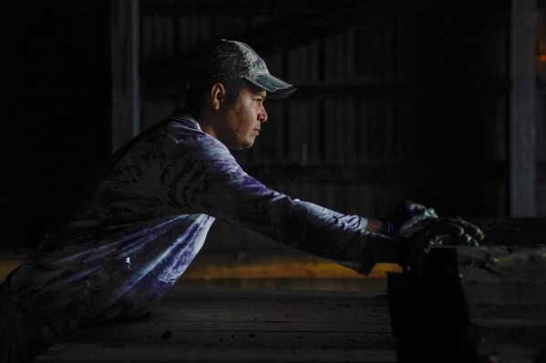 Fredy Osorio, a contract worker from Veracruz, Mexico, loads pieces of sheet metal onto a trailer, Tuesday, March 12, 2024, at a farm in Crofton, Ky. The latest U.S. agricultural census data shows an increase in the proportion of farms utilizing contract labor compared to those hiring labor overall. (AP Photo/Joshua A. Bickel)