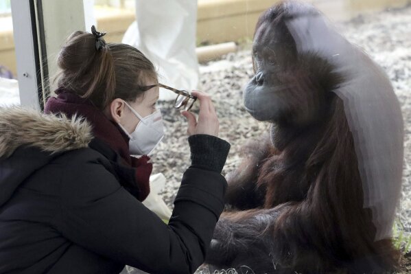 FILE - In this Monday, Feb. 8, 2021, file photo, a visitor with a mask observes an orangutan in an enclosure at the Schoenbrunn Zoo in Vienna, Austria. Around the world, scientists and veterinarians are racing to protect animals from the coronavirus, often using the same playbook for minimizing disease spread among people. That includes social distancing, health checks and a vaccine for some zoo animals. (AP Photo/Ronald Zak, File)