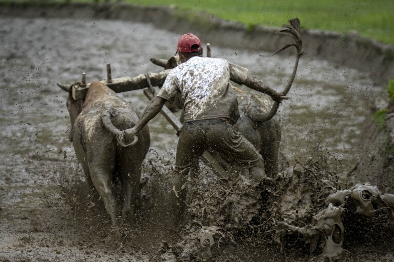 A Nepalese farmer ploughs his paddy field during Asar Pandra or national paddy day festival at Bahunbesi, Nuwakot District, 30 miles North from Kathmandu, Nepal, Friday, June 30, 2023. Nepalese people celebrate the festival by planting paddy, playing in the mud, singing traditional songs, eating yogurt and beaten rice.(AP Photo/Niranjan Shrestha)
