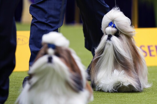 Comet the Shih Tzu (right) competes in breed group judging at the 148th Westminster Kennel Club Dog Show on Monday, May 13, 2024 at the USTA Billie Jean King National Tennis Center in New York. Participate in.  (AP Photo/Julia Nickinson)