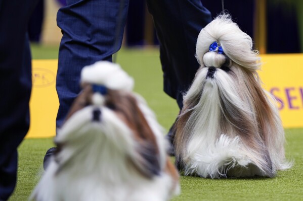 Comet, Shih Tzu (po prawej), bierze udział w sędziowskiej grupie ras podczas 148. Wystawy Psów Rasowych Westminster Kennel Club Dog Show, która odbędzie się w poniedziałek, 13 maja 2024 r., w Narodowym Centrum Tenisowym USTA Billie Jean King w Nowym Jorku.  (AP Photo/Julia Nickinson)