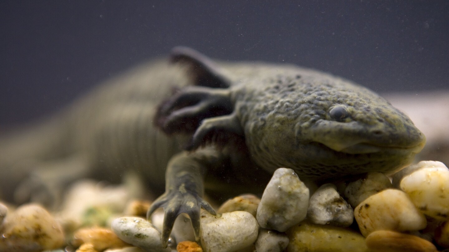 La campagne « Adoptez un axolotl » est lancée au Mexique pour sauver cette espèce emblématique