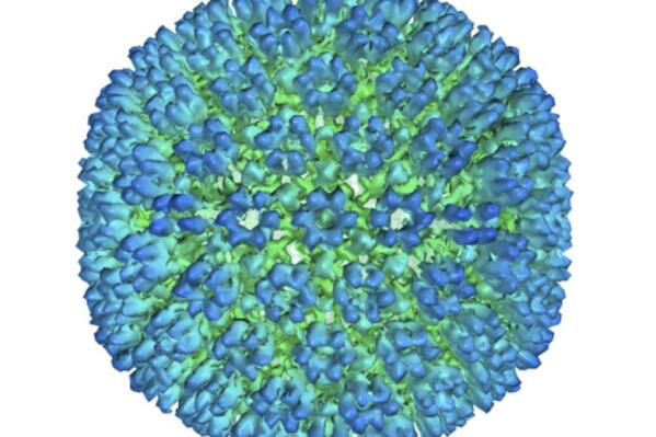 This image provided by U.S. Department of Health and Human Services shows an illustration of the outer coating of the Epstein-Barr virus, one of the world’s most common viruses. New research is showing stronger evidence that Epstein-Barr infection could set some people on the path to later developing multiple sclerosis.   (U.S. Department of Health and Human Services  via AP)