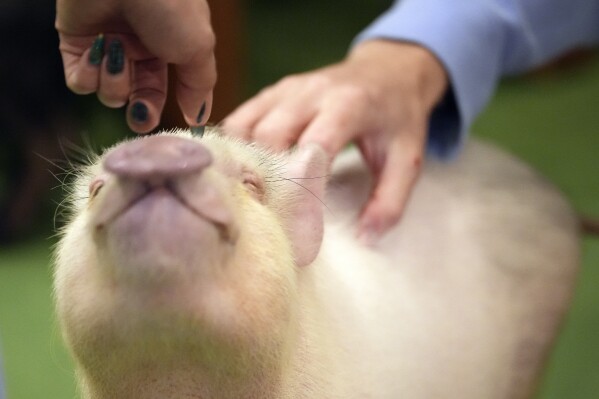 Customers play with a micro pig at a mipig cafe, Wednesday, Jan. 24, 2024, in Tokyo. The Mipig Café in fashionable Harajuku is among 10 pig cafés that have opened around Japan. The animals, known as “micro pigs,” don’t get bigger than a corgi dog, even as adults.(AP Photo/Eugene Hoshiko)