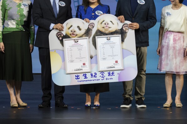 Guests hold a birth certificate of the Hong Kong-born giant panda twin cubs Jia Jia and De De during the naming ceremony in Hong Kong, Tuesday, May 27, 2025. (AP Photo/Chan Long Hei)
