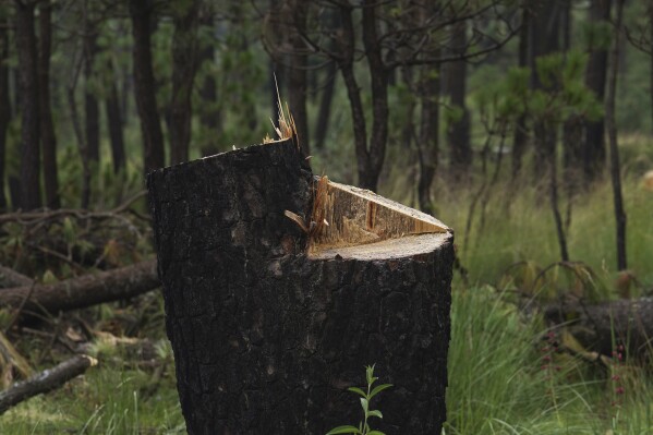 FILE - The stump of a tree that was illegally cut stands exposed in a recently deforested field as locals plant pine seedlings in the San Miguel Topilejo borough of Mexico City, Aug. 13, 2023. Illegal logging is particularly acute in San Miguel Topilejo, which, because it has forests and is crossed by highways, makes it an attractive place for gangs to cut logs and move them to sawmills. (AP Photo/Marco Ugarte, File)