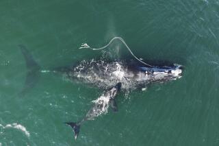 This Dec. 2, 2021, photo provided by the Georgia Department of Natural Resources shows an endangered North Atlantic right whale entangled in fishing rope being sighted with a newborn calf in waters near Cumberland Island, Ga. (Georgia Department of Natural Resources/NOAA Permit #20556 via AP)
