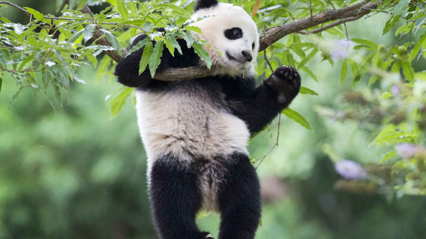 Може ли изселването на гигантски панди в Америка да бъде обърнато? Коментарите на китайския президент предизвикват оптимизъм