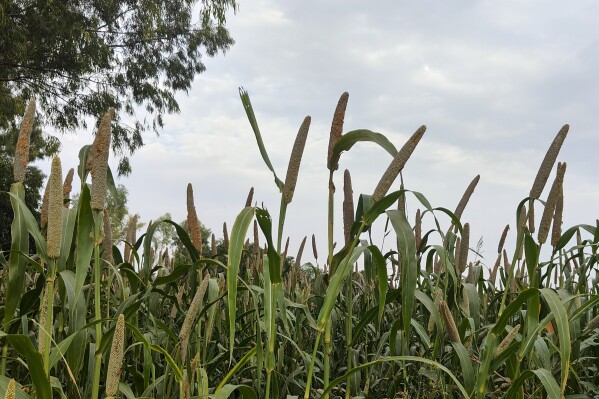 A millet farm shows up in Nanu town in Uttar Pradesh state, India, on Oct. 17, 2023. As the yearly U.N.-led environment top called COP is set to assemble later on this month in Abu Dhabi, professionals are prompting policymakers to react to environment modification's out of proportion effect on ladies and women, specifically where hardship makes them more susceptible. (Uzmi Athar/Press Trust of India through AP)