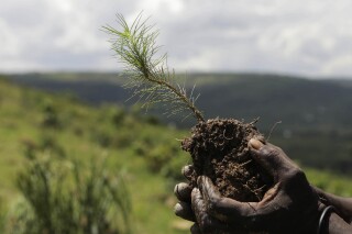 A sapling is held before it is planted inside Nakivale Refugee Settlement in Mbarara, Uganda, on Dec. 5, 2023. Refugees are helping to plant thousands of seedlings in hopes of reforesting the area. (AP Photo/Hajarah Nalwadda)