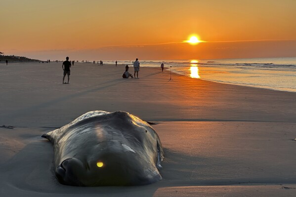 This photo provided by Renate McNulty shows a juvenile sperm whale, who was euthanized by veterinarians who was euthanized after it was determined to be too emaciated to survive, on a beach at Hilton Head Island, S.C., Monday, May 5, 2025. (Renate McNulty/Hilton Head Island via AP)