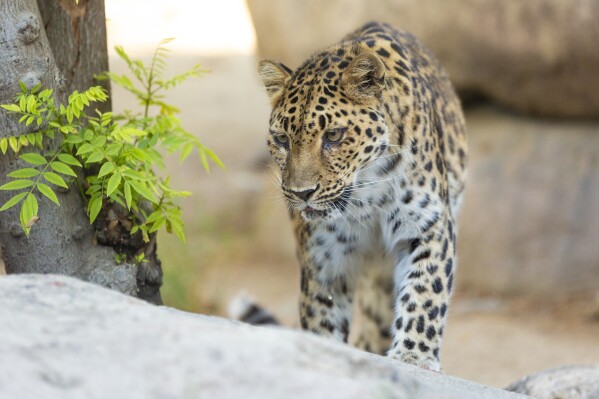 This 2018 photo provided by The Living Desert Zoo and Gardens shows Amur leopard Zoya, who passed away from old age at the zoo in Palm Desert, Calif., on Nov. 26, 2024. (The Living Desert Zoo and Gardens via AP)