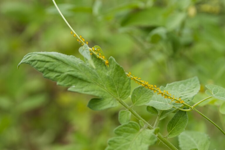 Small bugs crawl on a tomato plant, Tuesday, Aug. 15, 2023, at Elmwood Stock Farm in Georgetown, Ky. (AP Photo/Joshua A. Bickel)