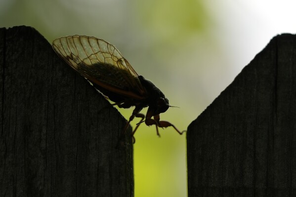 An adult periodical cicada crawls along a fence in Mayumi Barrack's backyard in Forest Park, Ill., Thursday, June 6, 2024. Barrack has taken more than 4,600 photos of cicadas in her backyard. (AP Photo/Carolyn Kaster)