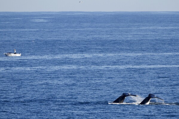 Whales swim past as a fisherman stands in his boat at Boat Harbour north of Sydney, Australia, Monday, June 12, 2023. More than 40,000 whales make their way along the NSW coast on their northern migration, known as the Humpback Highway, from May to November each year. (AP Photo/Mark Baker)